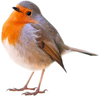 Rotkehlchen