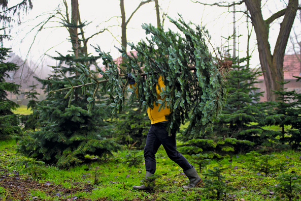 Frischegarantie für Ihren Weihnachtsbaum