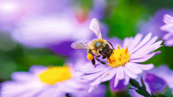 Insekten brauchen Stadtgrün