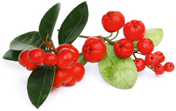 Zweig einer Scheinbeeren