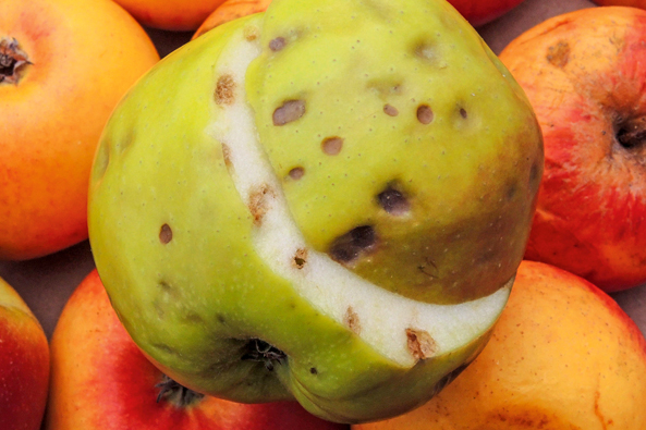 Äpfel mit Stippigkeit