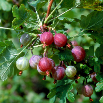 Stachelbeeren - ‘Spinefree’