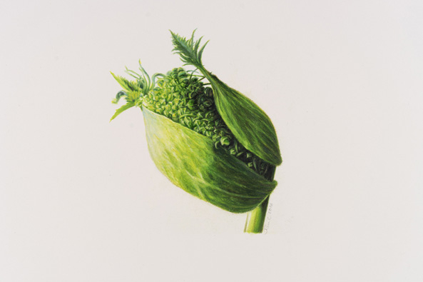 Beate Reul-Knebel - Angelica sylvestris