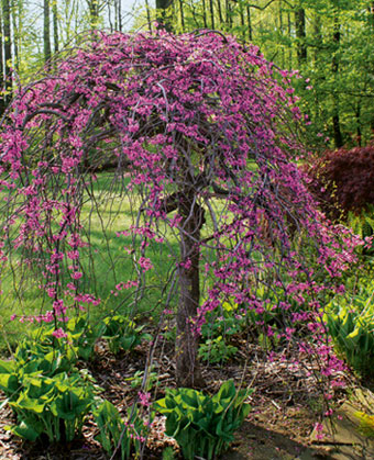 Der Judasbaum  ‘Lavender Twist’