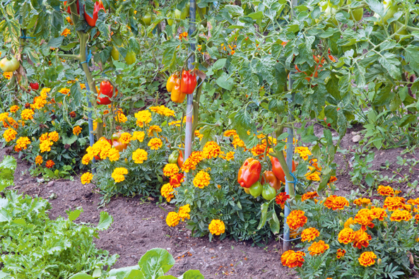 Tagetes unter Tomaten