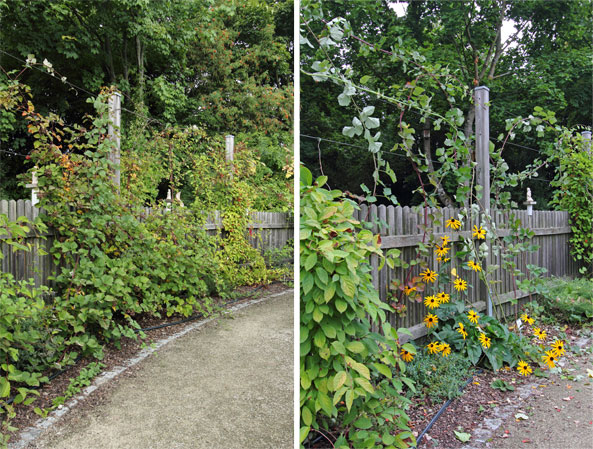 Drahtspalier für Brombeeren