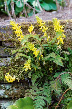 Gartenschatz: Farnblättriger Lerchensporn