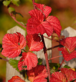 Herbstfärbung von Dorman Red
