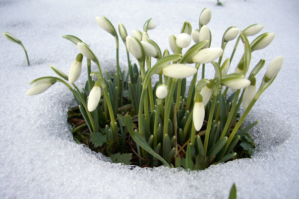 Schneeglöckchen mit Heizung