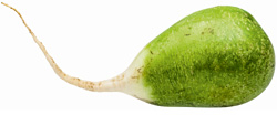Rettich lagern