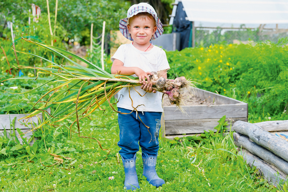 Knoblauch aus dem Garten