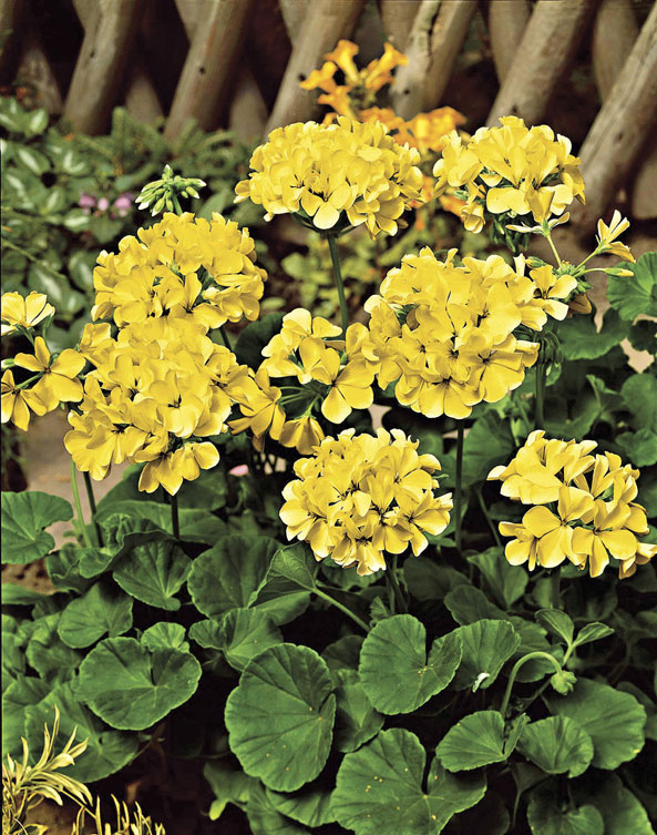 gelb blühende Pelar­gonien (Pelargonium zonale)