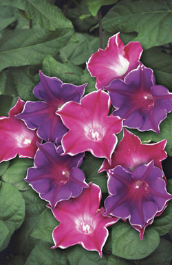 Die Prunk­win­den-Mi­schung (Ipomoea purpu­rea) ‘Picotee Mix’