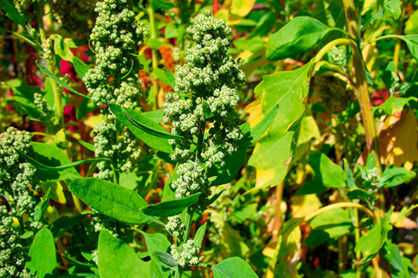 Quinoa