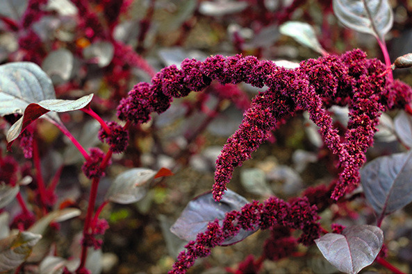 Rispiger Fuchsschwanz (Amaranth)