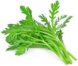 Salatchrysantheme