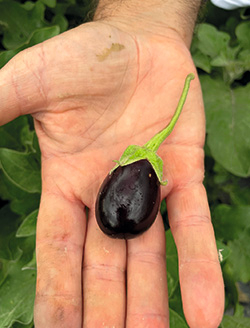 Mini-Aubergine Minny