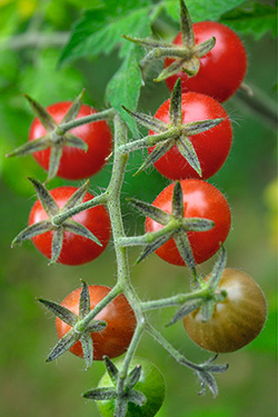 Wildtomate Rote Murmel