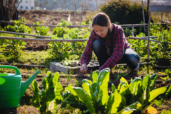 Ertragreich wie die Landwirtschaft