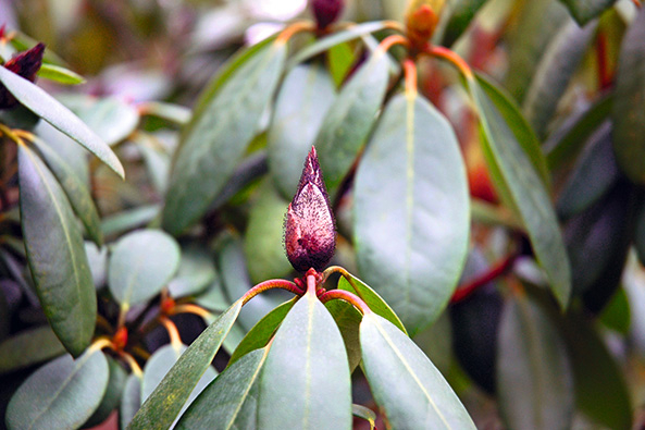 Knospensterben bei Rhododendron