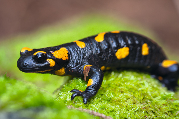 Feuersalamander