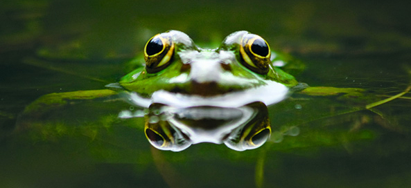 Gartenteich für Amphibien