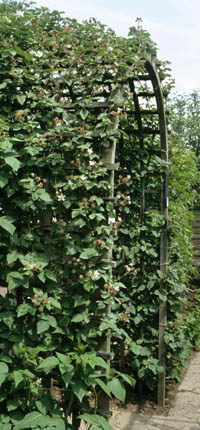 Brombeeren als Bogen pflanzen