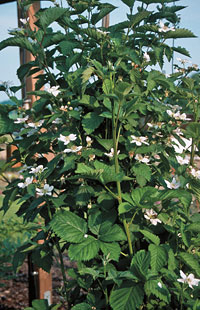 Brombeeren benötigen Spalier