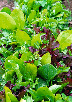 Schnittsalatwiese