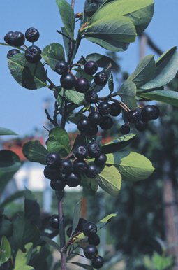 Schwarze Apfelbeere