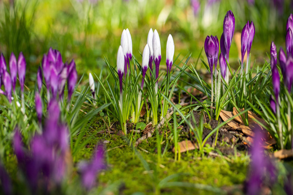 Krokus
