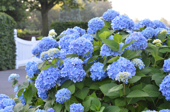 Endless Summer - Blau