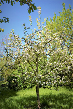 Malus Landsberger Renette