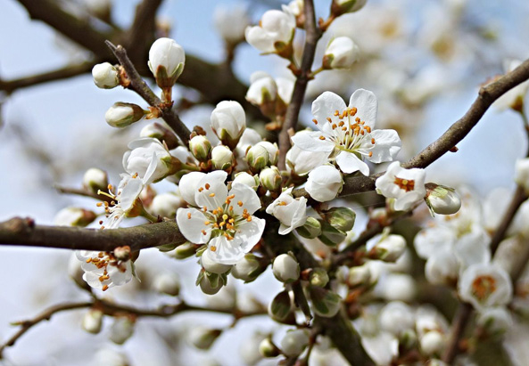 Schlehe Prunus Spinosa