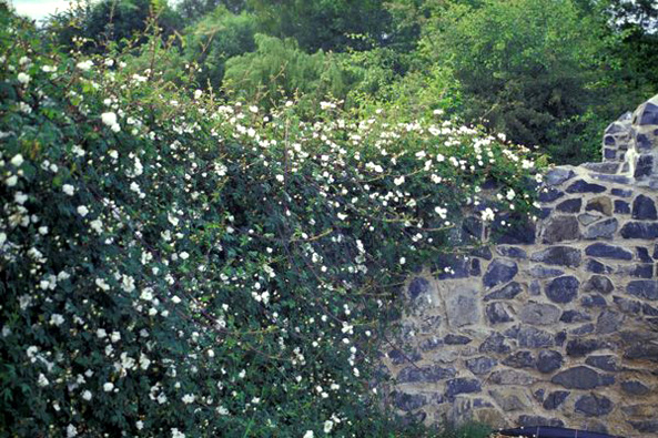 Weissdornhecke