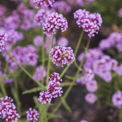 Verbena Bonariensis Lollipop