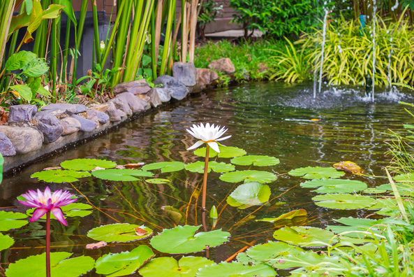 Gleichgewicht im Gartenteich