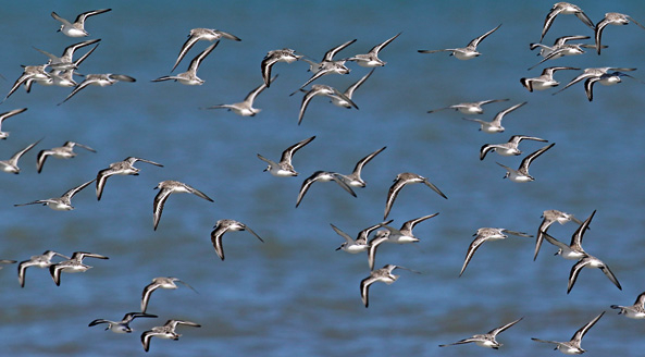 Sanderling