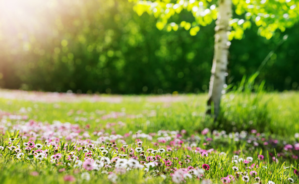 Blumen- und Kräuterrasen