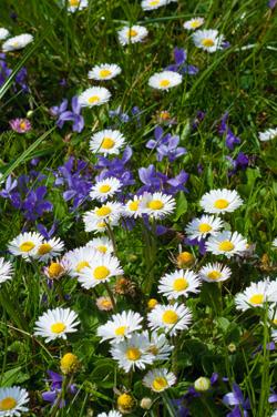 Duft-Veilchen und Gänseblümchen