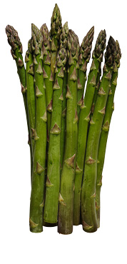 Spargel pflanzen