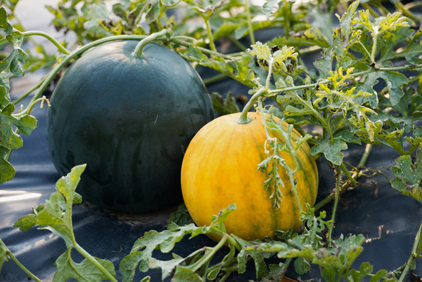 Mulchfolie für Wassermelonen
