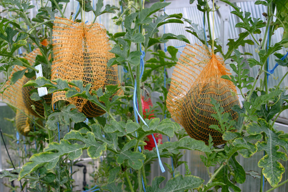 Schnurkultur für Wassermelonen