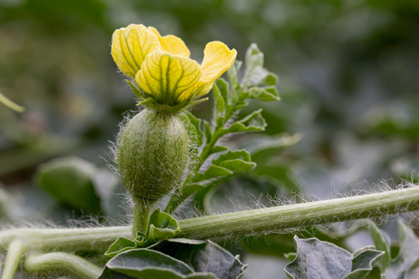 Weibliche Wassermelonenblüte