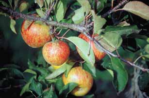 Leckere Äpfel sind auch ohne den Einsatz von Spritzmitteln möglich