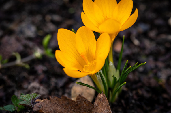 Frühlingsboten