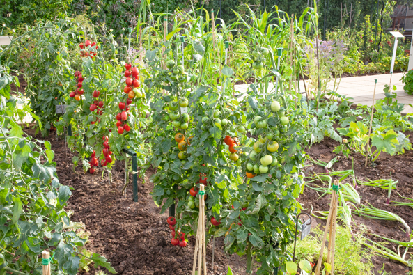 Tomaten im Beet