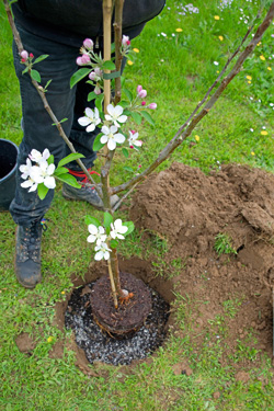 Obstgehölze pflanzen
