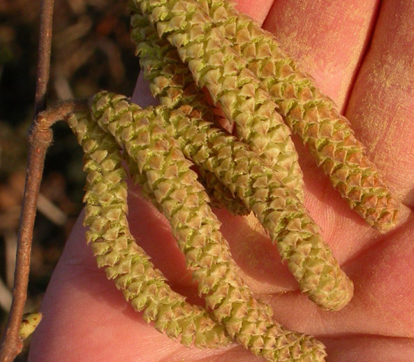 Pollen von Haselstrauch