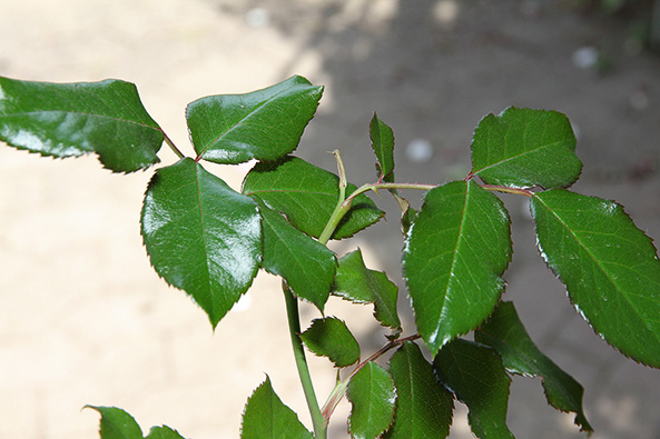 Blütenlose Rosentriebe